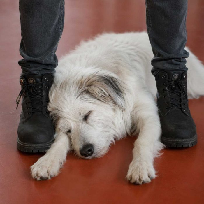 Dominanz und Hunde Hunde verstehen Dog Human Walk Hundeschule Hundepsychologie Tierheilpraxis Bitburg Trier Wittlich Luxemburg Rheinland Pfalz Nordrhein Westfalen