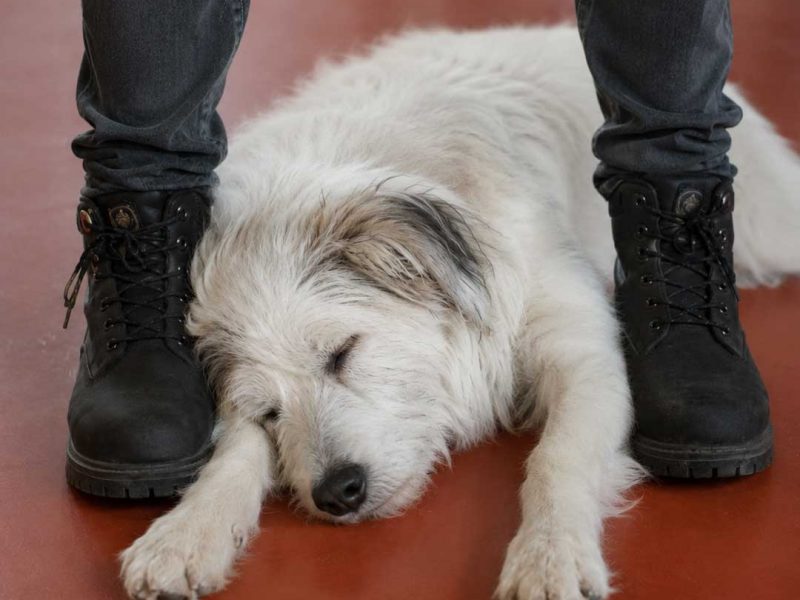 Dominanz und Hunde Hunde verstehen Dog Human Walk Hundeschule Hundepsychologie Tierheilpraxis Bitburg Trier Wittlich Luxemburg Rheinland Pfalz Nordrhein Westfalen