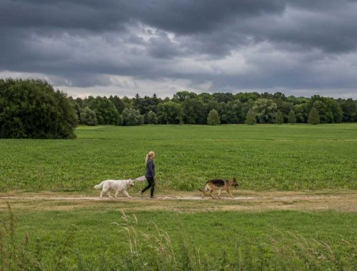 Hunde Angst vor Gewitter Hunde verstehen Dog Human Walk Hundeschule Hundepsychologie Tierheilpraxis Bitburg Trier Wittlich Luxemburg Rheinland Pfalz Nordrhein Westfalen