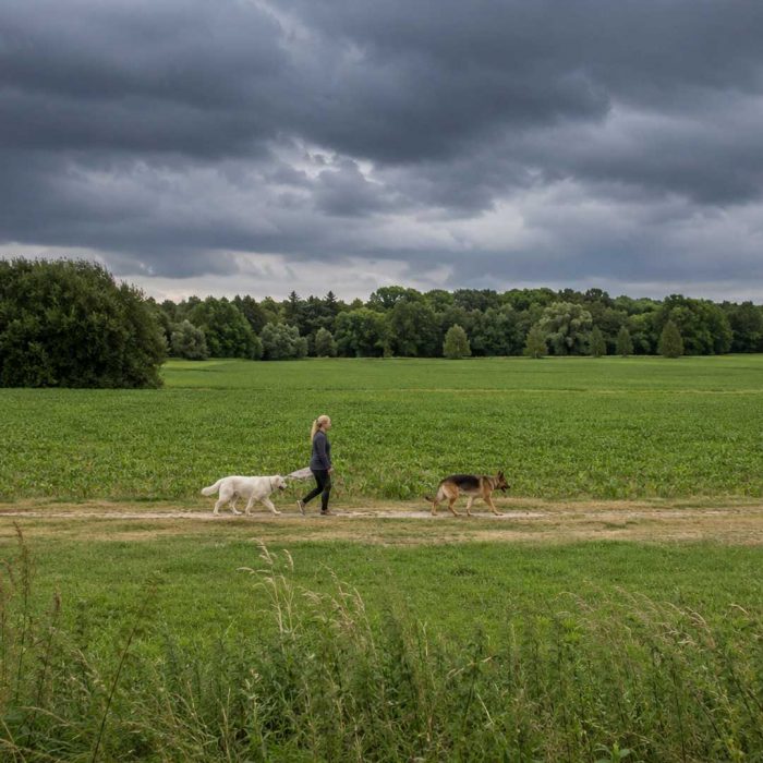 Hunde Angst vor Gewitter Hunde verstehen Dog Human Walk Hundeschule Hundepsychologie Tierheilpraxis Bitburg Trier Wittlich Luxemburg Rheinland Pfalz Nordrhein Westfalen