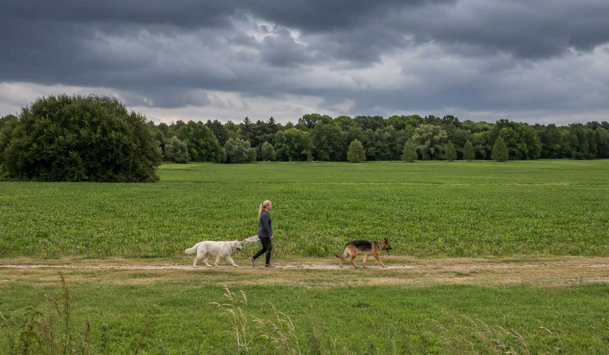 Hunde Angst vor Gewitter Hunde verstehen Dog Human Walk Hundeschule Hundepsychologie Tierheilpraxis Bitburg Trier Wittlich Luxemburg Rheinland Pfalz Nordrhein Westfalen