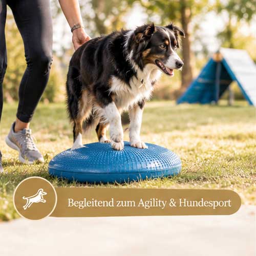 Begleitend zu Agility und schnellem Hundesport Gesunde Bewegung vom Welpenalter bis zum Seniorhund Hundefitness Bewegung erhalten und Schmerzen reduzieren Dog Human Walk Alternative zu Agility und Hundesport Hundeschule Bitburg Wittlich Speicher Trier Luxembourg