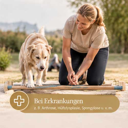 Gesunde Bewegung bei Erkrankungen Schmerzlinderung Erhalt der Bewegung Muskulatur Gesunde Bewegung vom Welpenalter bis zum Seniorhund Hundefitness Bewegung erhalten und Schmerzen reduzieren Dog Human Walk Alternative zu Agility und Hundesport Hundeschule Bitburg Wittlich Speicher Trier Luxembourg
