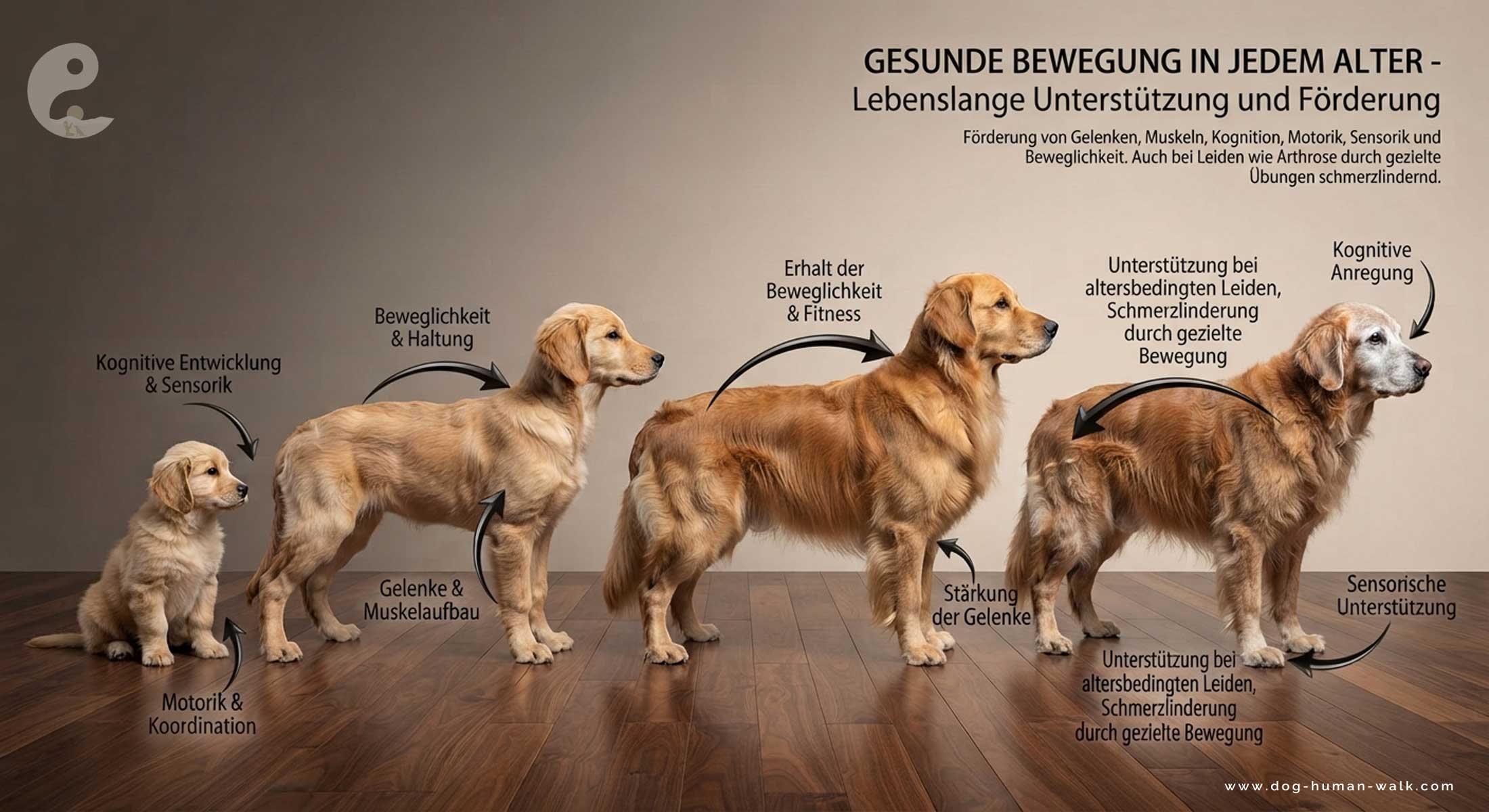 Gesunde Bewegung vom Welpenalter bis zum Seniorhund Hundefitness Bewegung erhalten und Schmerzen reduzieren Dog Human Walk Alternative zu Agility und Hundesport Hundeschule Bitburg Wittlich Speicher Trier Luxembourg