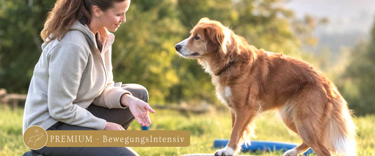 Mehr Lebensqualität für deinen Hund sinnvolle Beschäftigung und gesunde Bewegung Training Fitness Dog Human Walk Bitburg Trier Wittllich Luxembourg Hundeschule Tierheilpraxis Hundetraining Hundepsychologie