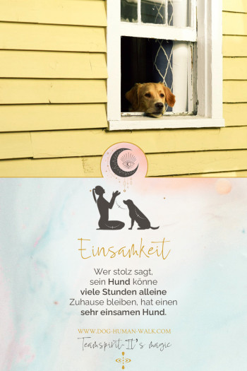 Dog Human Walk Hundeschule Hundepsychologe Hundetraining Bitburg Trier Wittlich alleine lassen