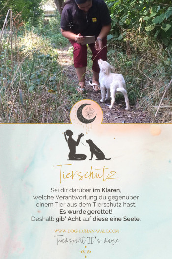Dog Human Walk Hundeschule Hundepsychologe Hundetraining Bitburg Trier Wittlich Tierschutz