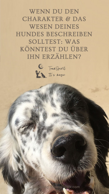 Dog Human Walk Hundeschule Hundepsychologe Hundetraining Bitburg Trier Wittlich Charakter
