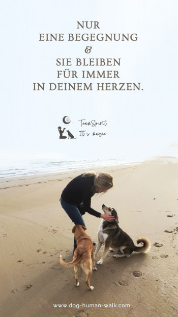 Dog Human Walk Hundeschule Hundepsychologe Hundetraining Bitburg Trier Wittlich Hunde