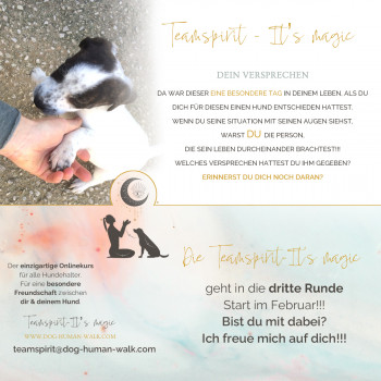 Dog Human Walk Hundepsychologe Hundeschule Bitburg Wittlich Trier Luxemburg Rheinland Pfalz