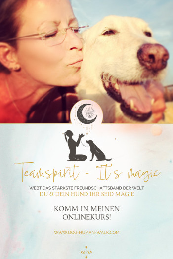 Dog Human Walk Hundeschule Hundepsychologie Hundetraining Bitburg Trier Wittlich Teamspirit
