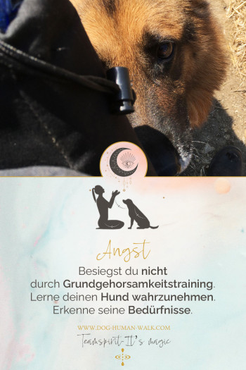 Dog Human Walk Hundeschule Hundepsychologie Hundetraining Bitburg Trier Wittlich Teamspirit Angst