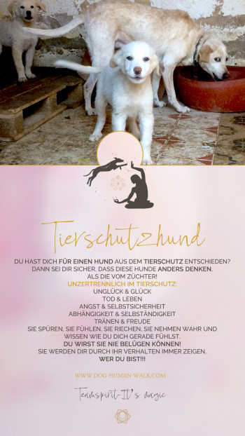 Dog Human Walk Hundepsychologe Hundeschule Bitburg Wittlich Trier Luxemburg Rheinland Pfalz