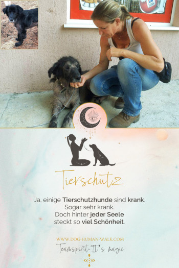 Dog Human Walk Hundeschule Hundepsychologe Hundetraining Bitburg Trier Wittlich Tierschutz