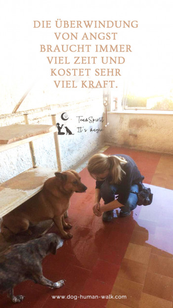 Dog Human Walk Hundeschule Hundepsychologe Hundetraining Bitburg Trier Wittlich Angsthund