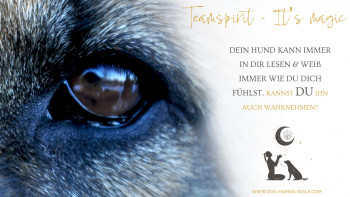 Dog Human Walk Hundeschule Hundepsychologe Hundetraining Bitburg Trier Wittlich Teamspirit