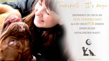 Dog Human Walk Hundeschule Hundepsychologe Hundetraining Bitburg Trier Wittlich Teamspirit