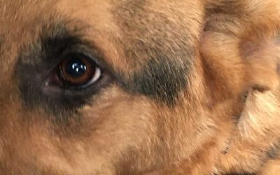Dog Human Walk Hundeschule Bitburg Wittlich Speicher Trier Luxemburg Rheinland Pfalz Angsthund Hundetraining Hundepsychologie