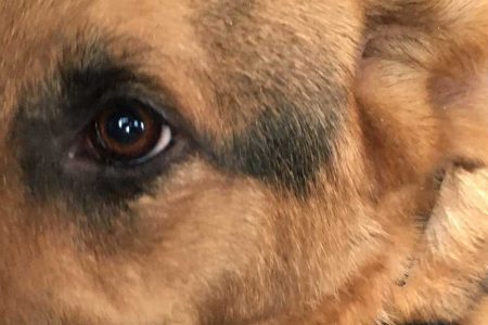 Dog Human Walk Hundeschule Bitburg Wittlich Speicher Trier Luxemburg Rheinland Pfalz Angsthund Hundetraining Hundepsychologie