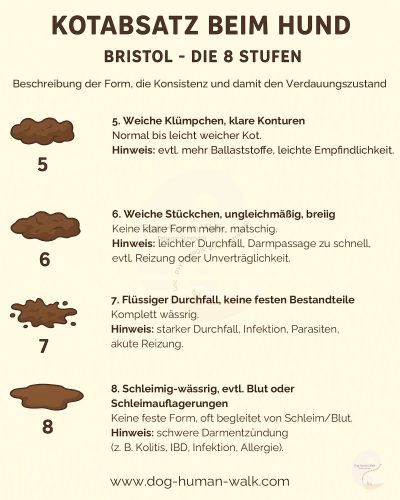 Kotabsatz beim Hund Formen und Konsistenz Bristol Skala Hundegesundheit Darmerkrankungen Dog Human Walk Tierheilpraxis Wittlich Trier Luxemburg Rheinland-Pfalz Nordrhein Westfalen