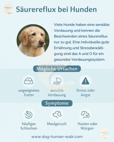 Magensäurereflux beim Hund erkennen, richtig therapieren und richtig füttern Dog Human Walk Hundeschule Tierheilpraktiker Rheinland Pfalz Bitburg Wittlich Trier Ernährung