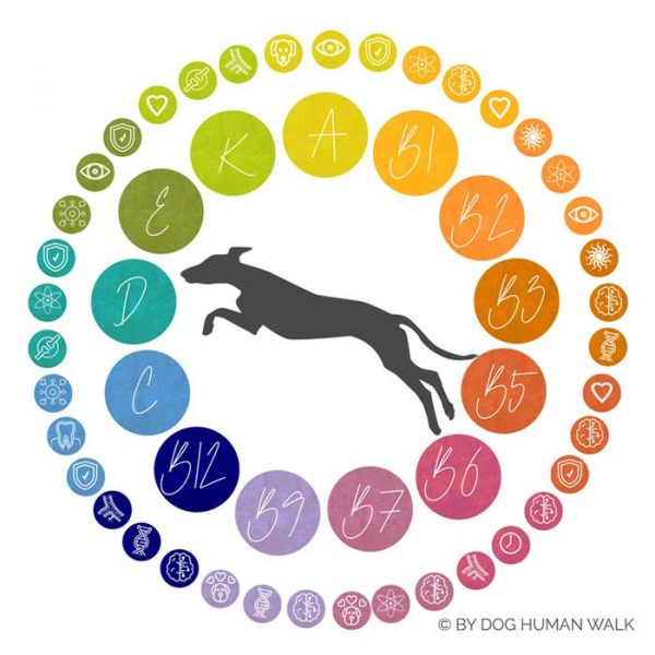 Mikronährstoffe und Vitamine beim Hund Blutanalyse verstehen richtig ernähren Hundegesundheit Darmerkrankungen Dog Human Walk Tierheilpraxis Wittlich Trier Luxemburg Rheinland-Pfalz Nordrhein Westfalen